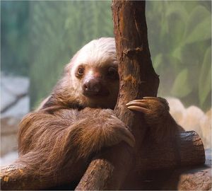 Portrait of monkey sitting on tree trunk