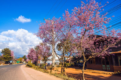 Pink cherry blossoms on road against sky