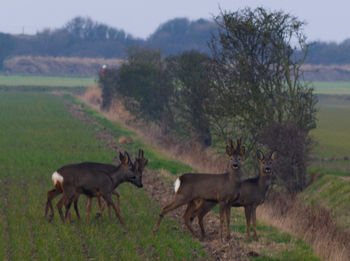 Deer in a field