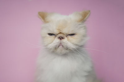 Close-up of a cat against pink wall