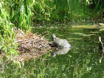 Ducks in pond