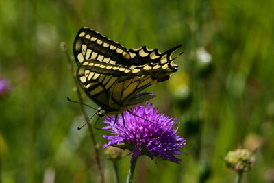 Close-up of butterfly pollinating on purple flower