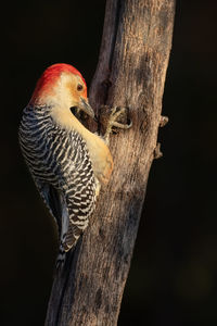 A red-bellied woodpecker working a tree for food