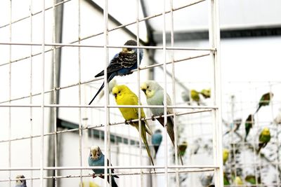 Birds in cage