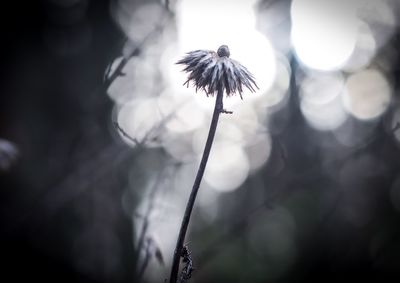 Close-up of dandelion against blurred background