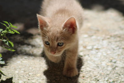 Portrait of kitten sitting outdoors