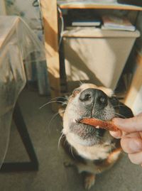 Close-up of dog