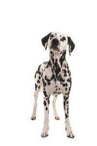 View of a dog against white background