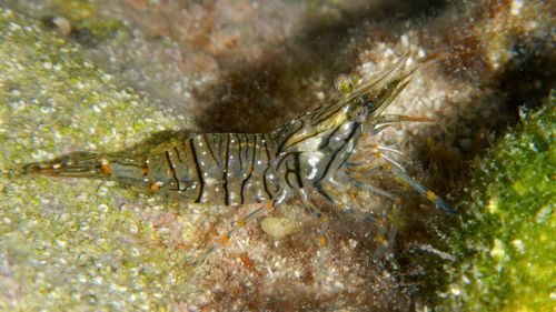 Close-up of crab in sea