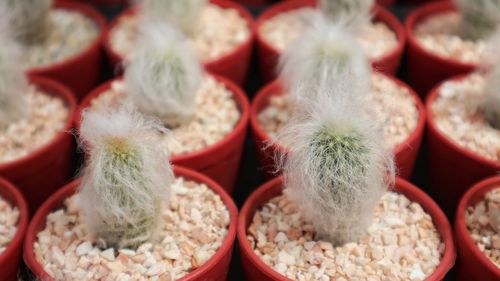 Full frame shot of succulent plants in market