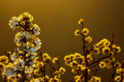 Close-up of yellow flowers blooming during sunset