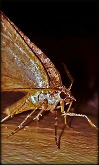 Close-up of insect on black background