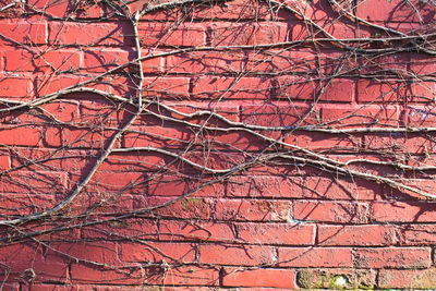 Full frame shot of ivy on wall