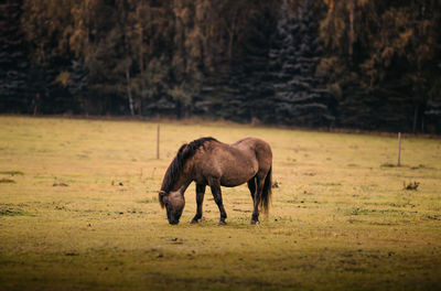 Horse in a field