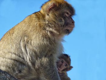 Low angle view of monkey and infant against clear sky