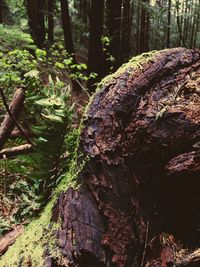 View of tree in forest