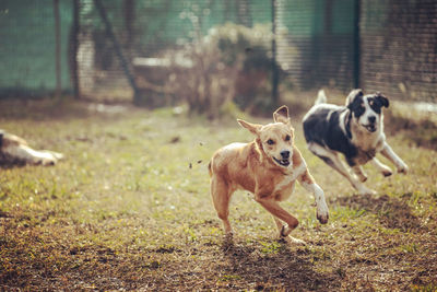 Dogs running on field