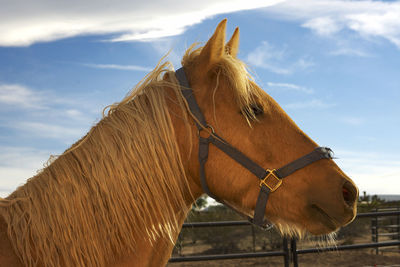 Low angle view of tree against sky