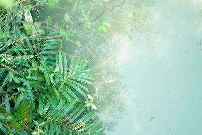 Close-up of raindrops on tree