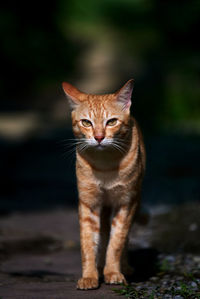 Close-up portrait of tabby cat