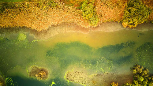 High angle view of trees in forest