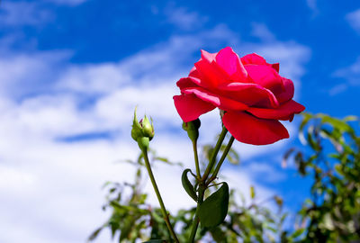 Close-up of red rose plant