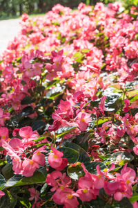 Close-up of pink flowers blooming outdoors