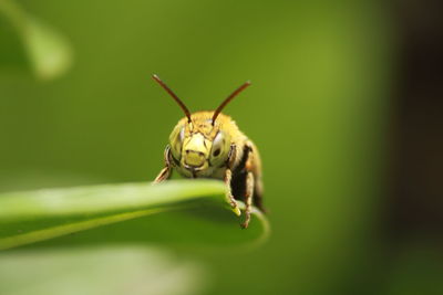 Close-up of insect