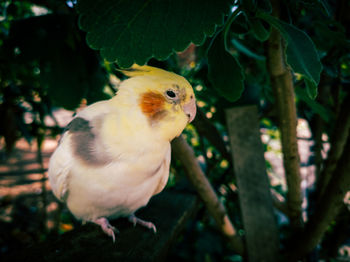 Close-up of a bird perching on plant