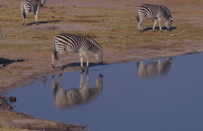 Zebra drinking in a pool