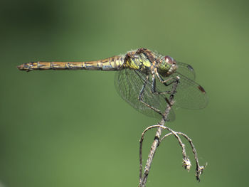 Close-up of dragonfly on twig