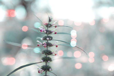 Close-up of flowering plant against blurred background