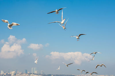 Low angle view of seagulls flying