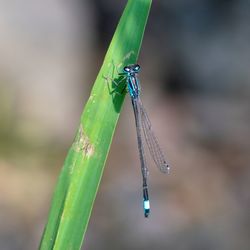 Close-up of grasshopper
