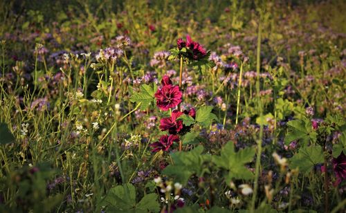 Close-up of purple mallow plants on field