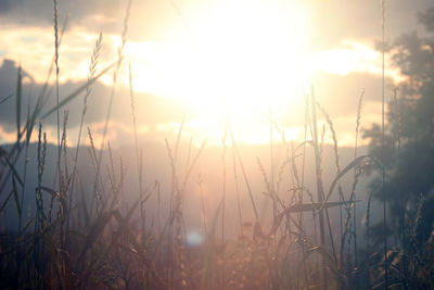 Close-up of stalks against sunset