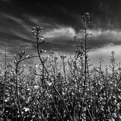 Close-up of grass on field against sky