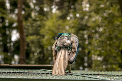 Close-up of bird perching on wood