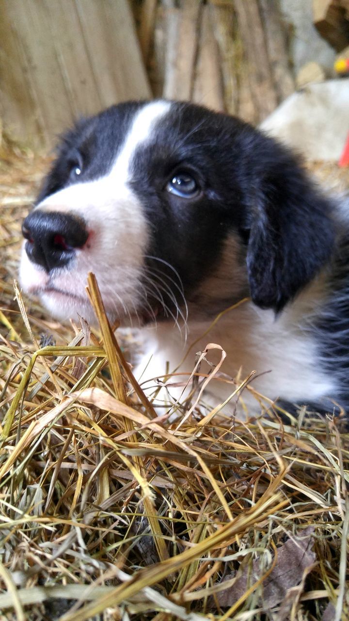 animal themes, one animal, mammal, pets, domestic animals, close-up, dog, focus on foreground, animal head, field, black color, selective focus, grass, no people, outdoors, nature, animal body part, day, looking away, young animal