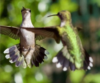 Close-up of bird flying