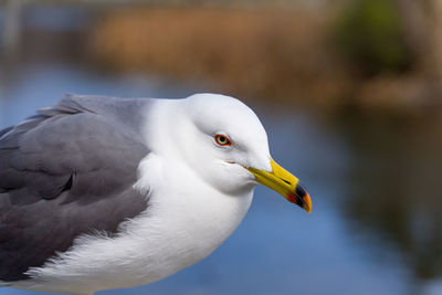 Close-up of seagull