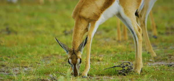 Deer grazing in a field