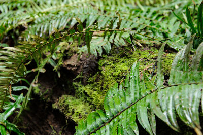 Close-up of fern growing on field