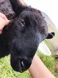 Close-up of hand holding elephant