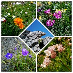 Close-up of flowers growing in grass