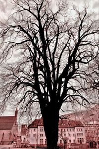 Low angle view of bare trees against buildings