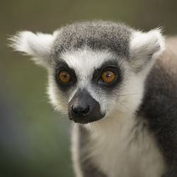 Close-up portrait of a cat