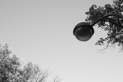 Low angle view of tree against clear sky