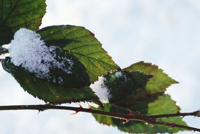 Close-up of frozen plant against sky