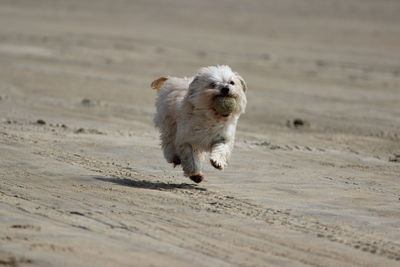 Dog running on sand at beach